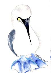 Blue Footed Booby2