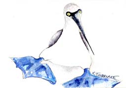 Blue Footed Booby